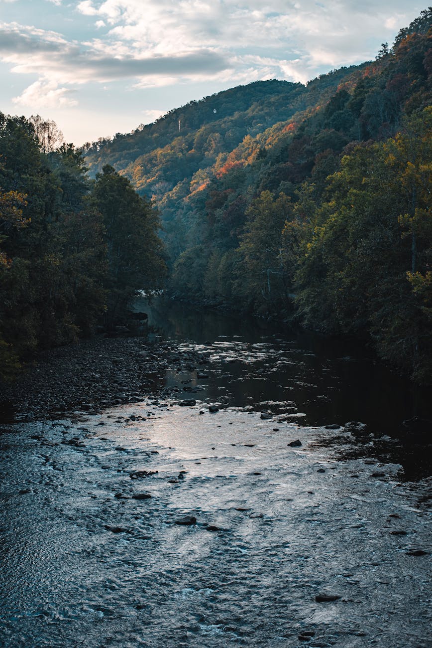 narrow river in a forest